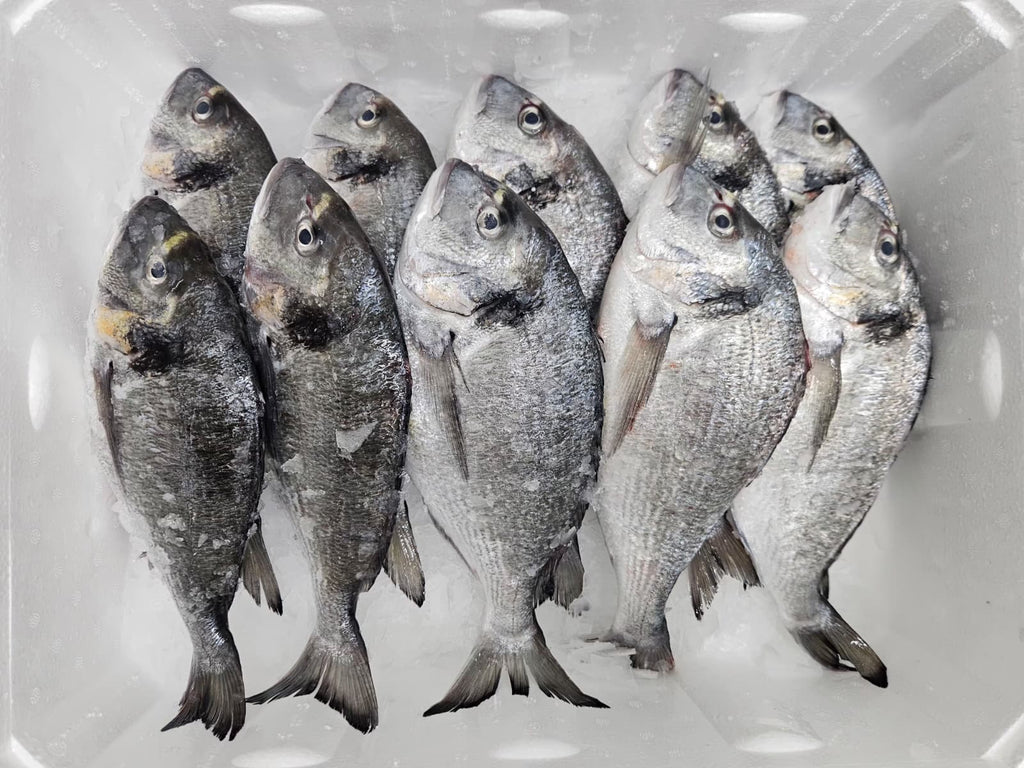 Çipura (400-600) Kasa