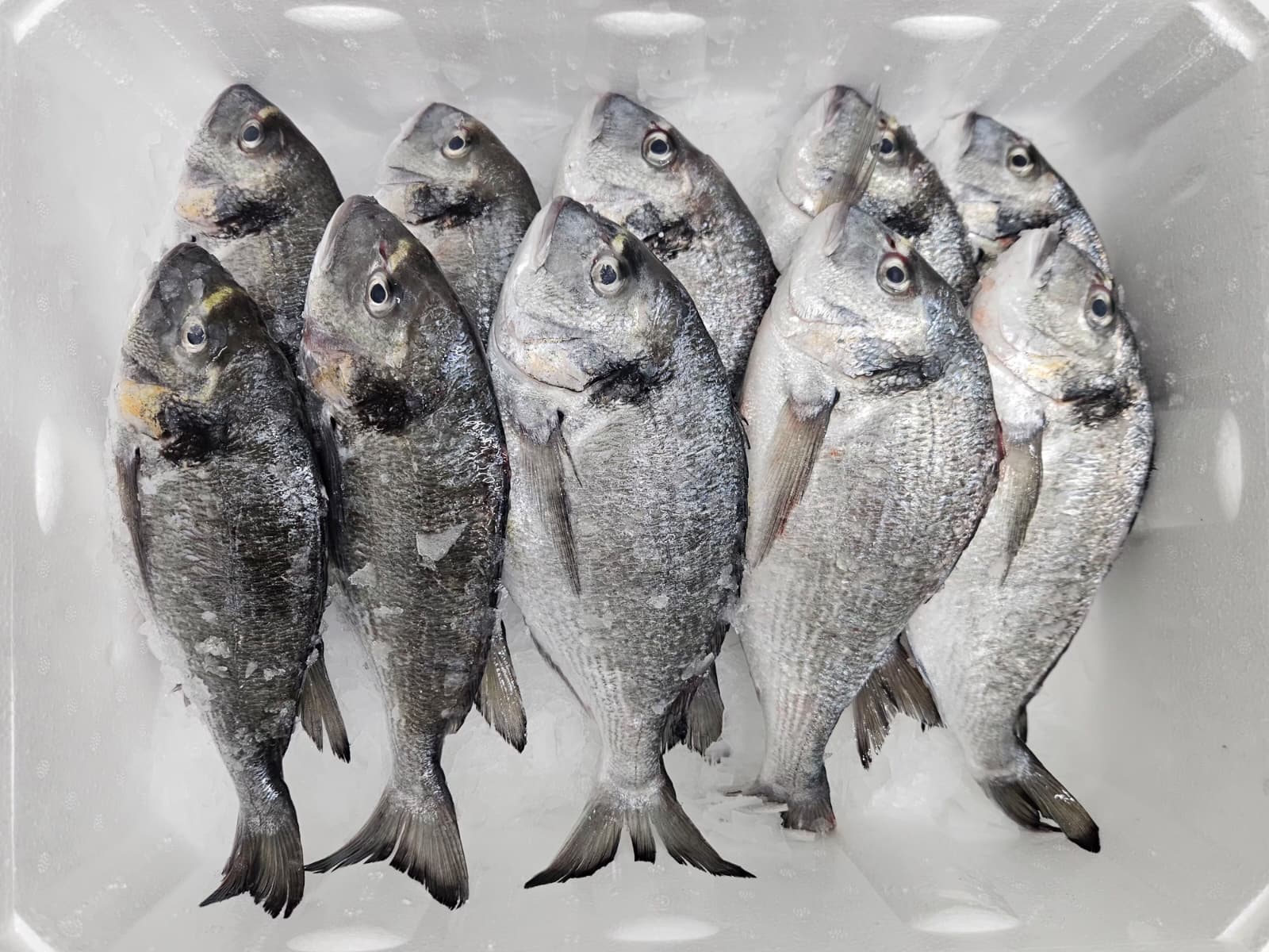 Çipura (400-600) Kasa