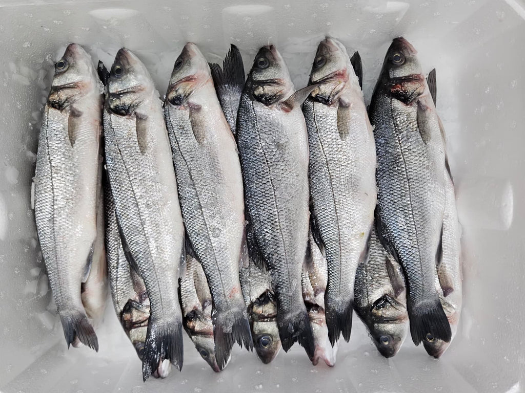 Levrek (400-600) Kasa