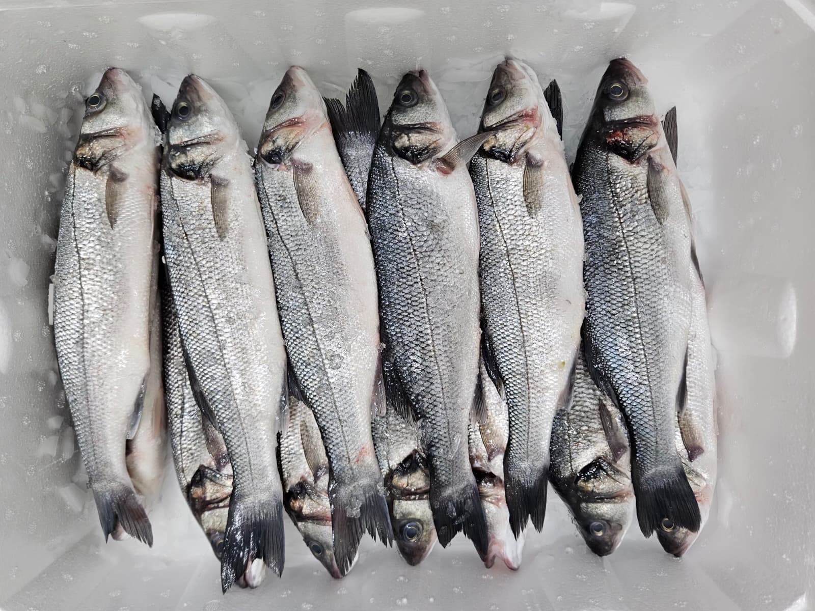 Levrek (400-600) Kasa