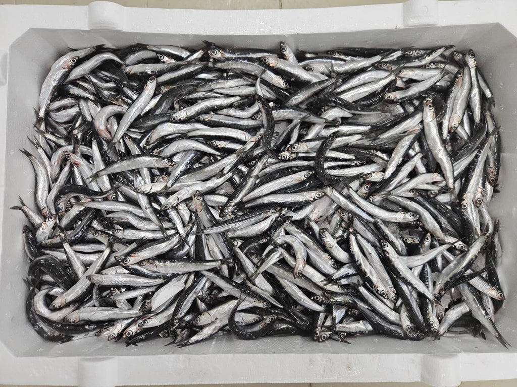 Karadeniz Hamsi Kasa