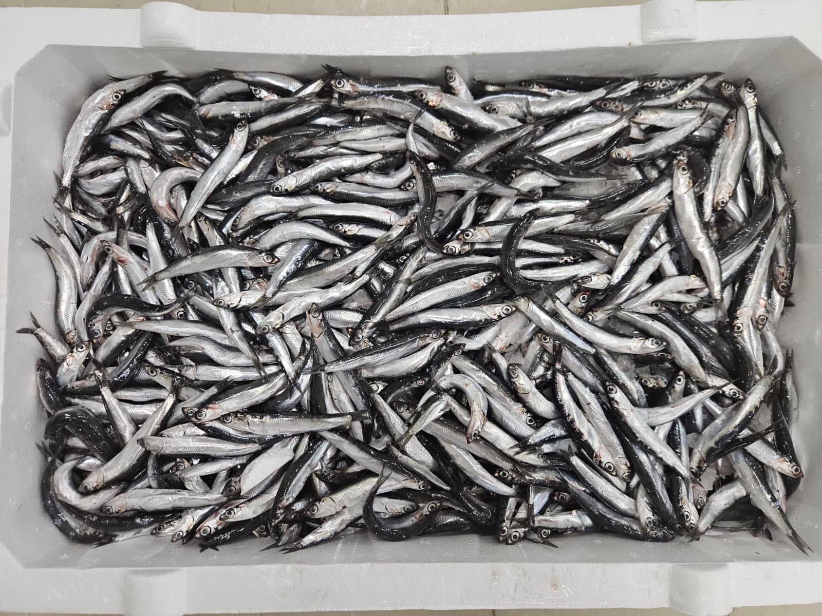 Karadeniz Hamsi Kasa