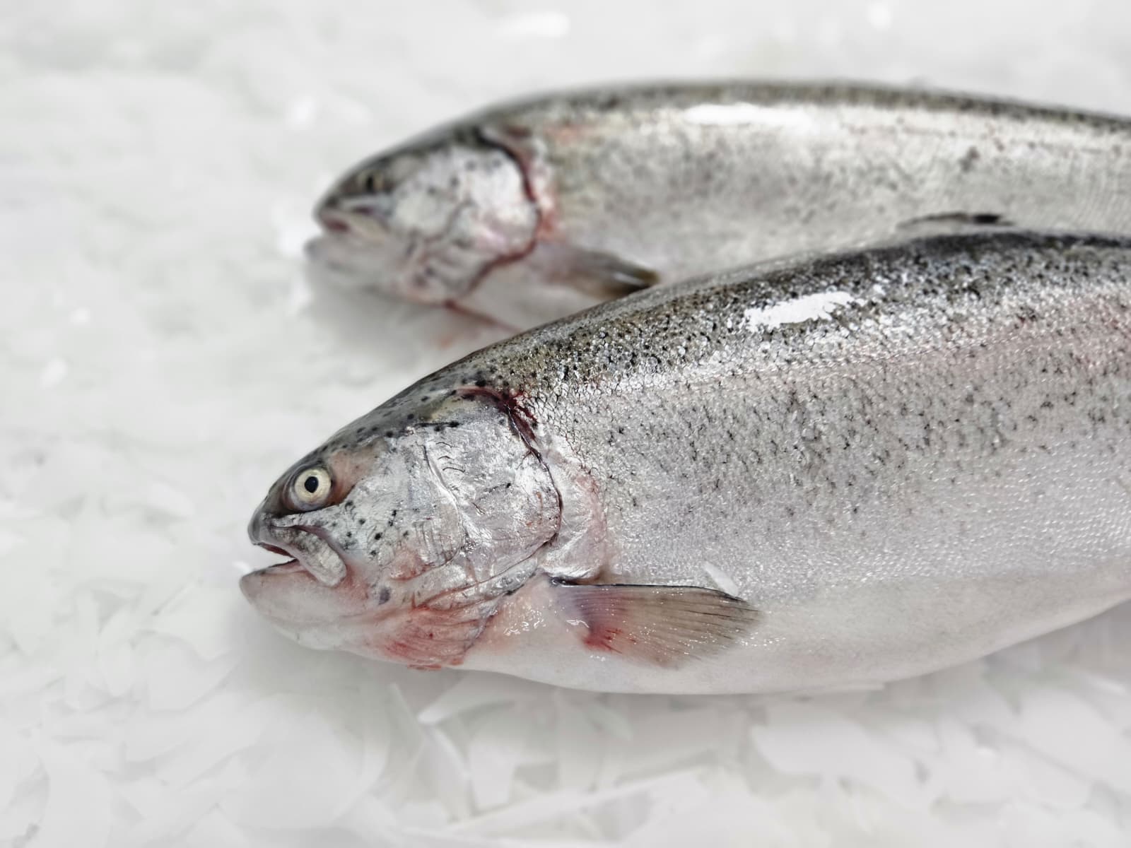 Türk Somonu Bütün (Adet 1,5-3 kg)