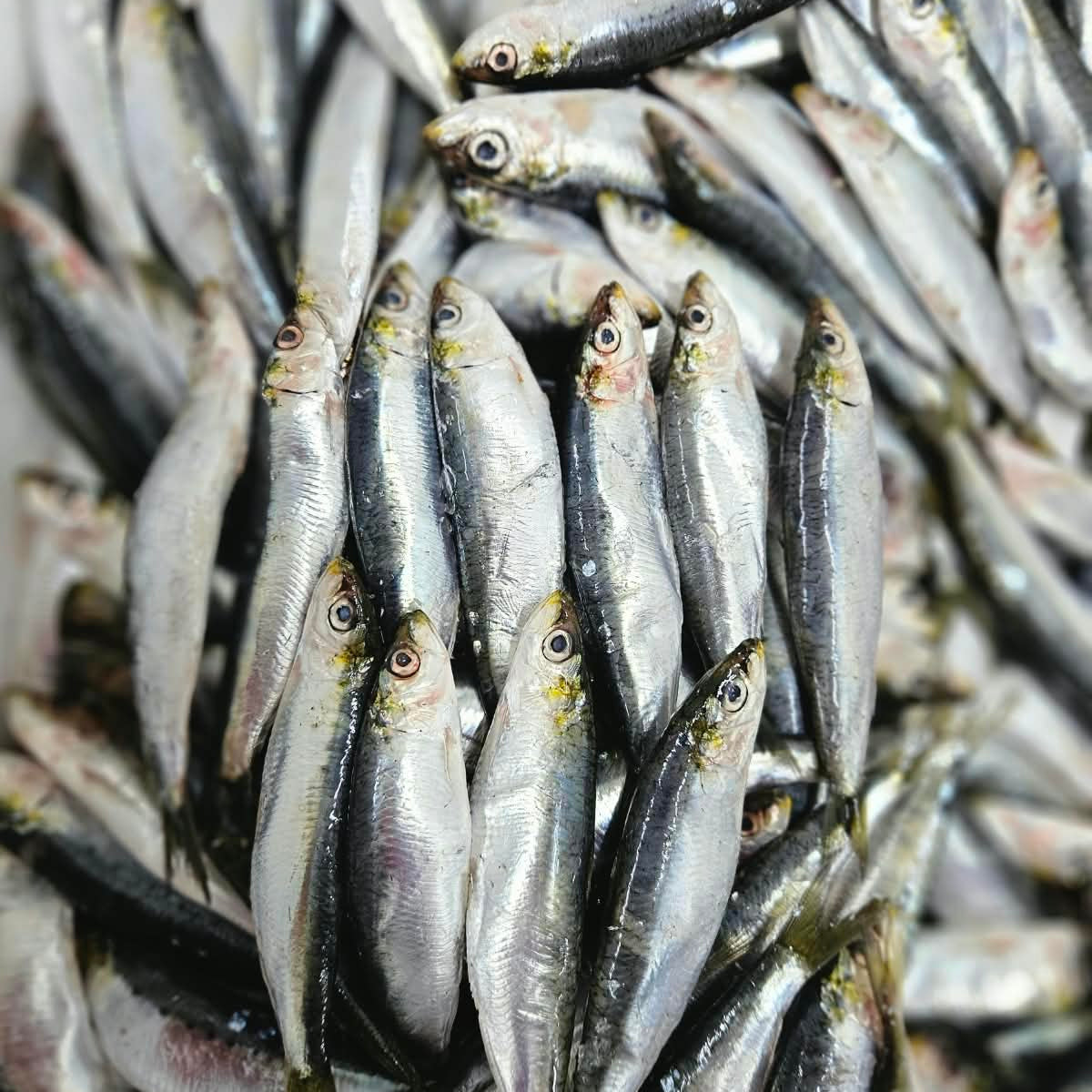 Sardalya (3 kg)