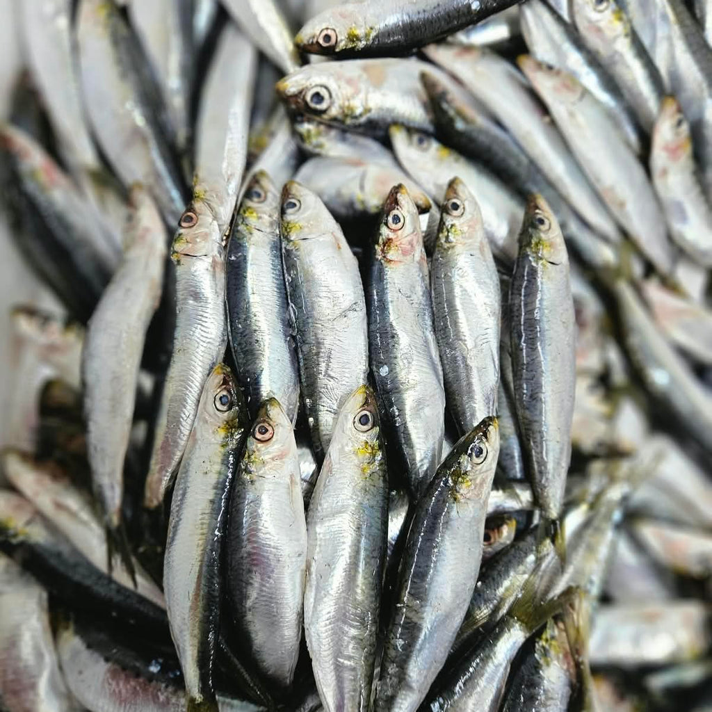 Sardalya (3 kg)