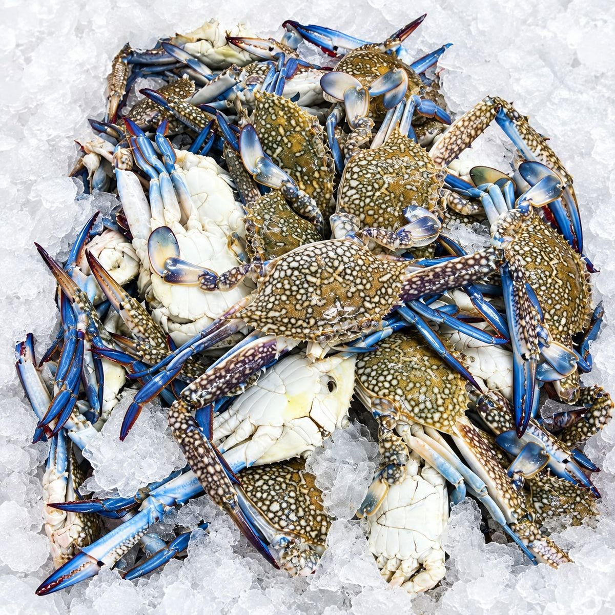 Mavi Yengeç (1 kg) Donuk