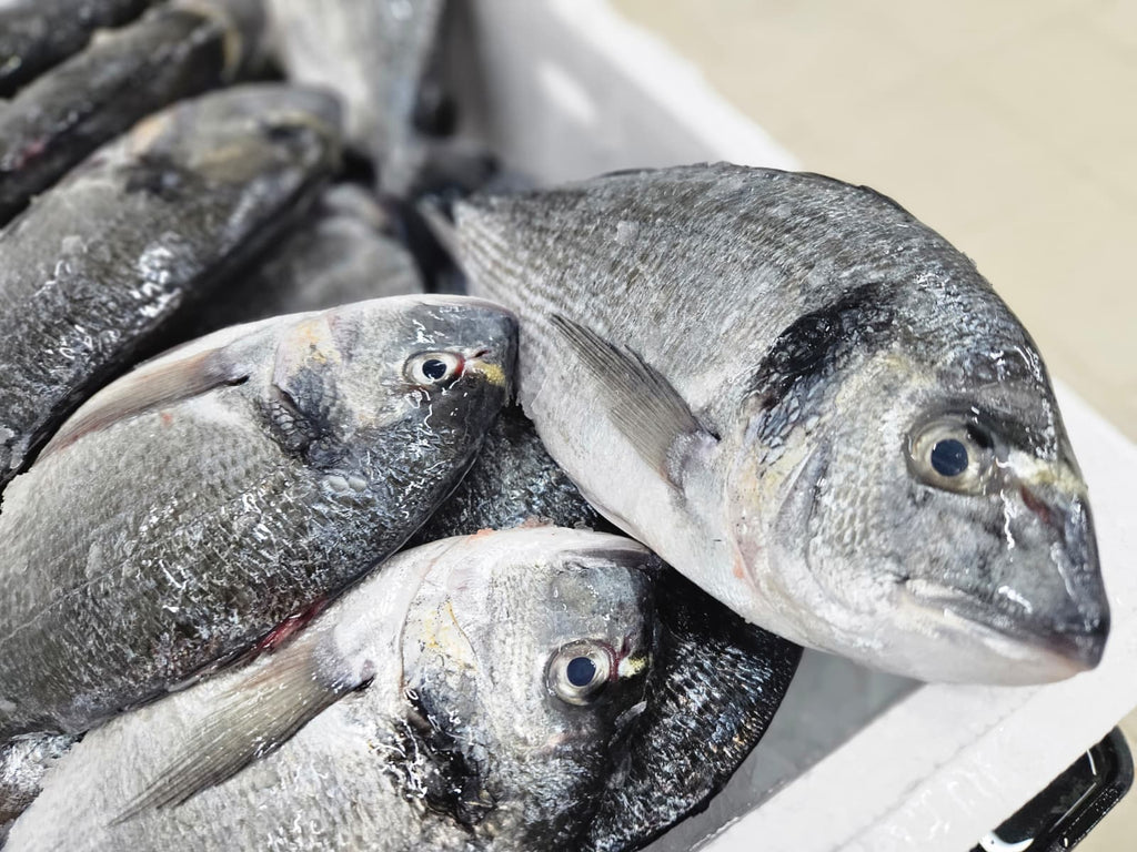 Çipura (400-600) Kasa