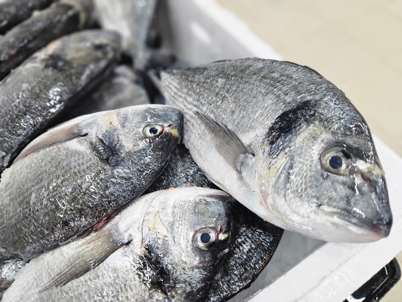 Çipura (400-600) Kasa