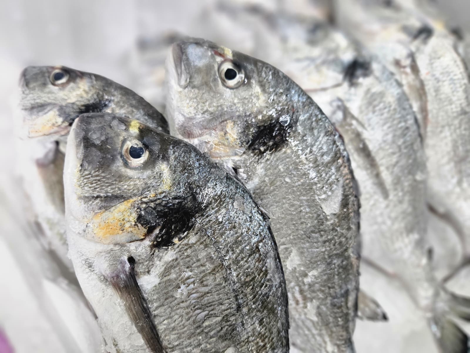 Çipura (400-600) Kasa