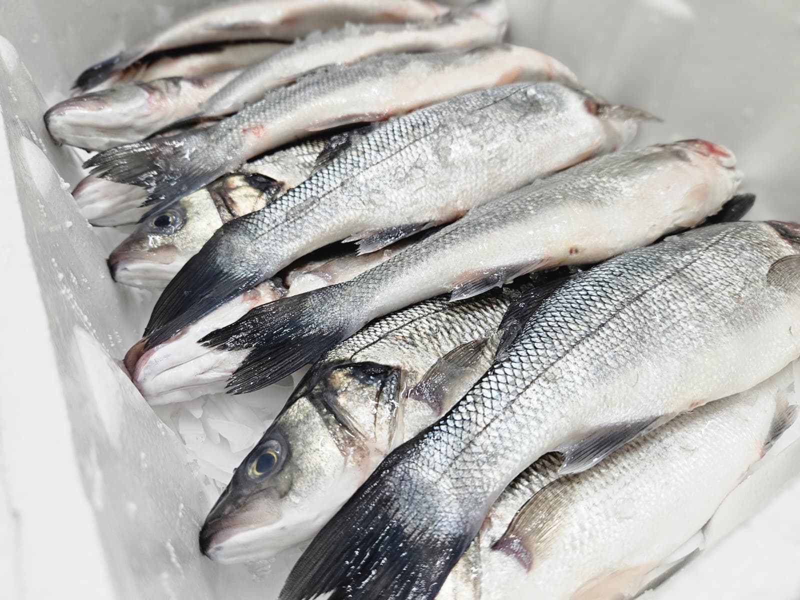 Levrek (400-600) Kasa