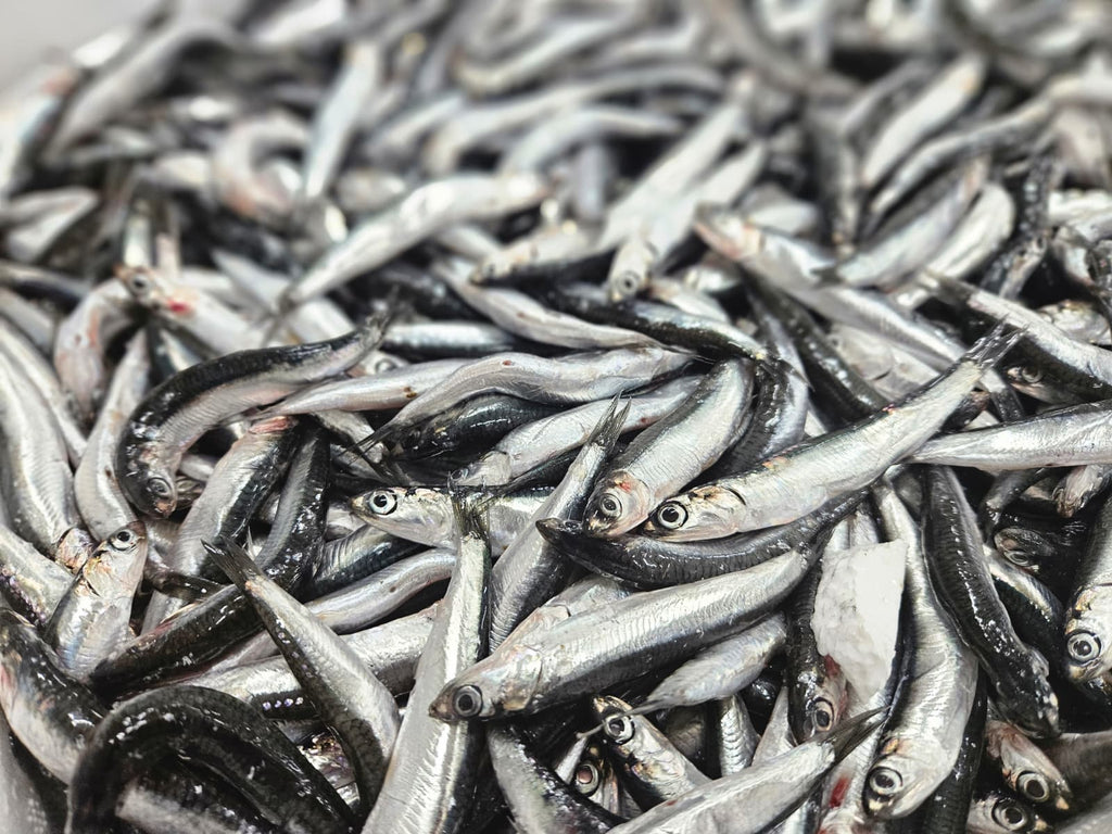 Karadeniz Hamsi Kasa