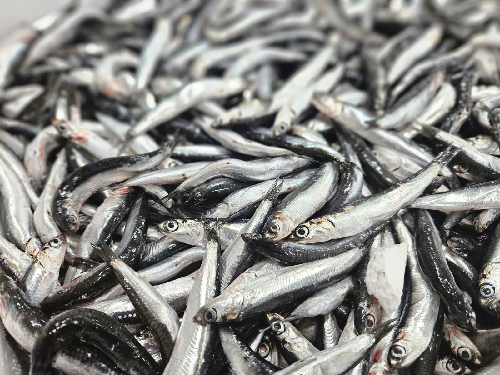 Karadeniz Hamsi Kasa