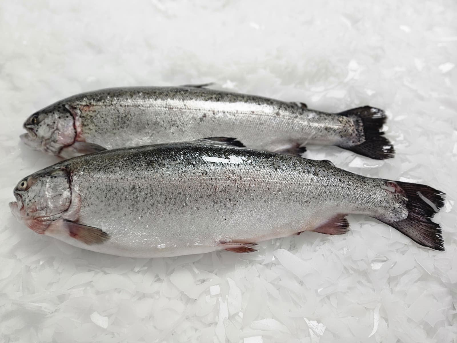 Türk Somonu Bütün (Adet 1,5-3 kg)